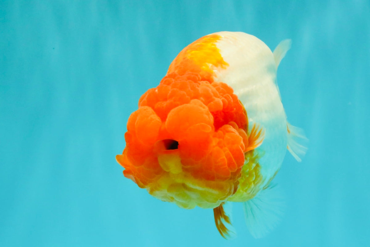 BIG WEN A Grade Red Head Red White Buffalo Ranchu Female 6 inches #101626RC_23