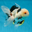 A Grade Tricolor Lipstick Kiss Button Eyes  Oranda Male 5.5 inches #020725OR_26
