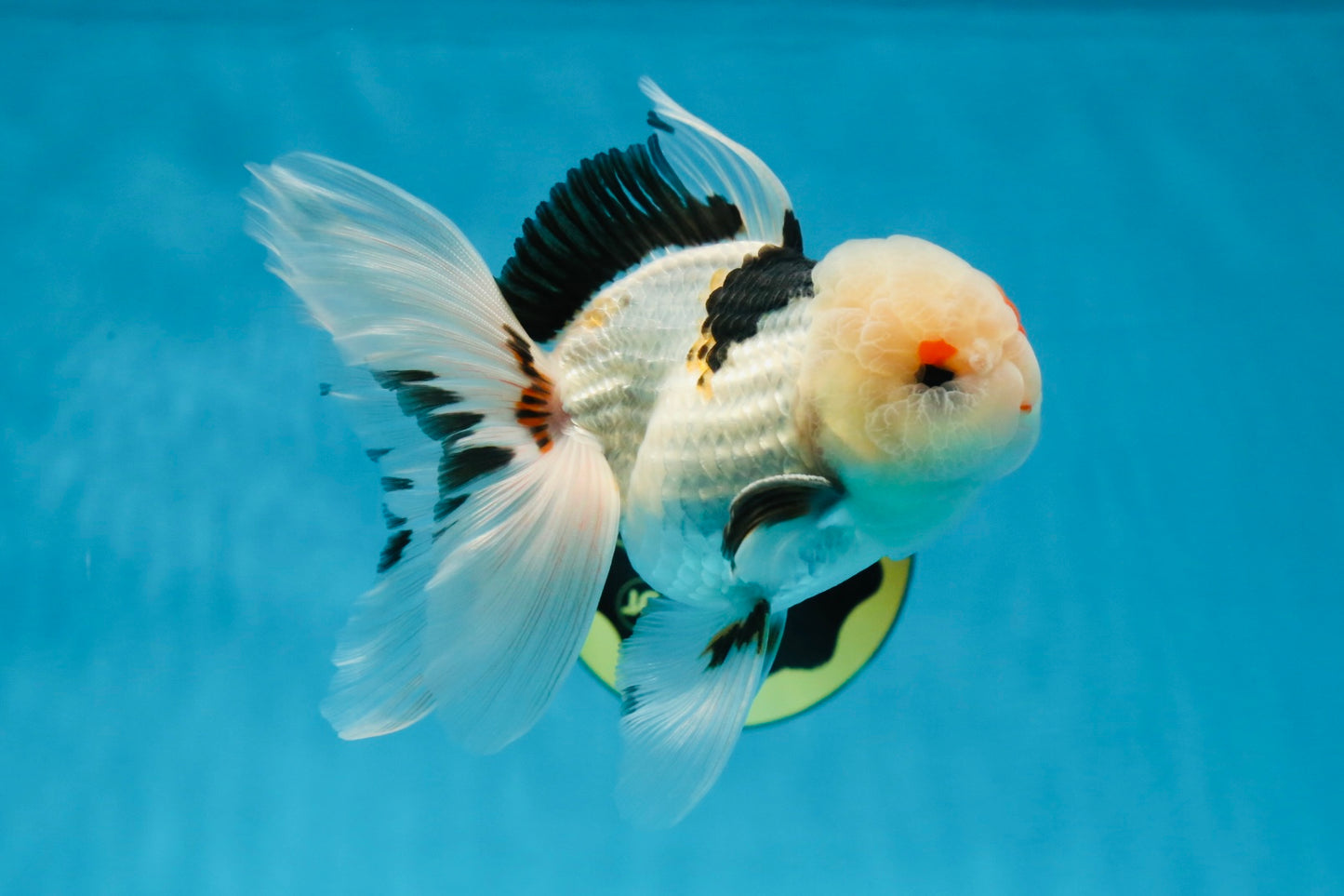 A Grade Tricolor Lipstick Kiss Button Eyes  Oranda Male 5.5 inches #020725OR_26