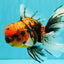 FLUFFY A Grade Tiger Oranda Male 6 inches #081426OR_05