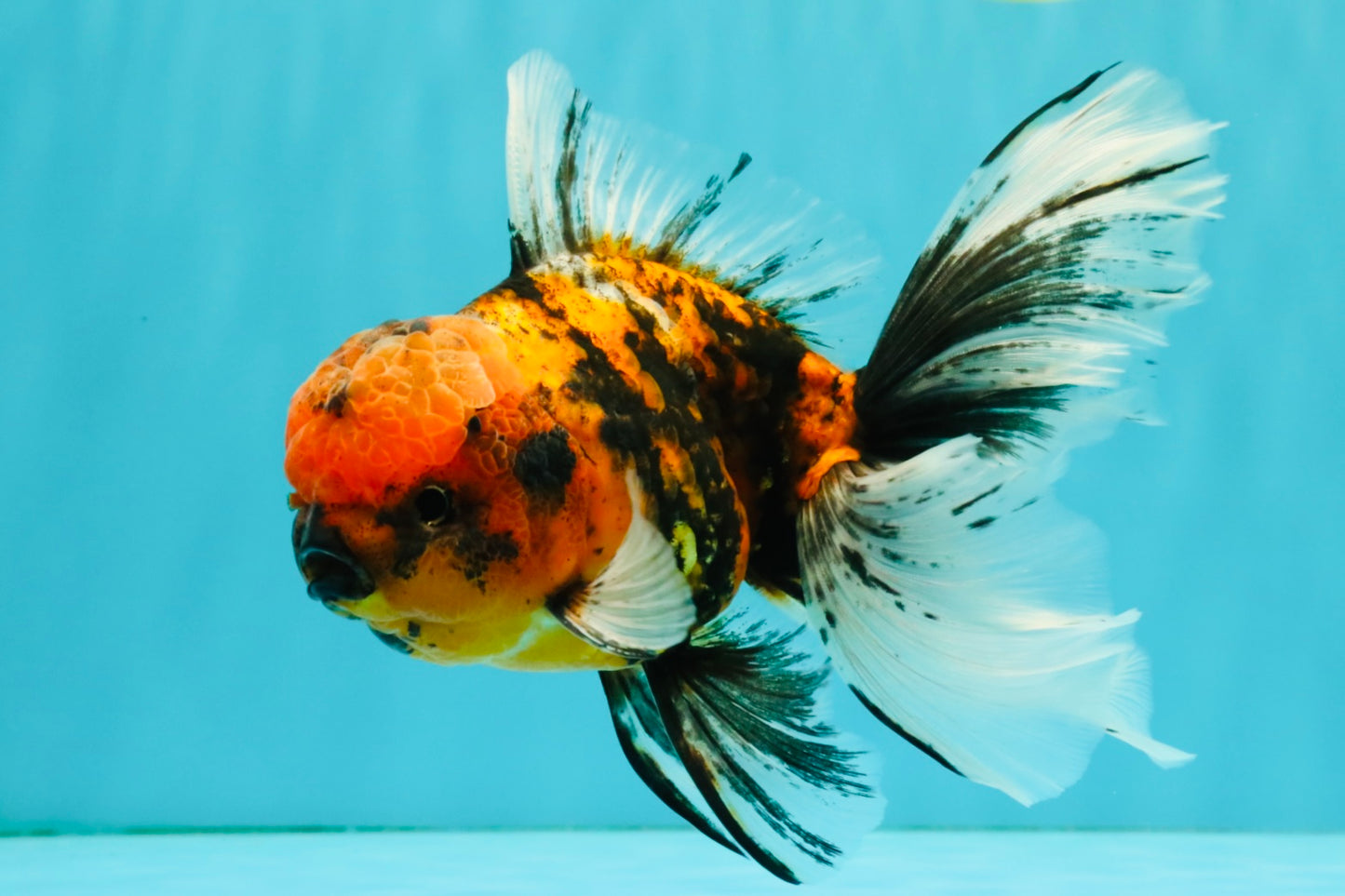 FLUFFY A Grade Tiger Oranda Male 6 inches #081426OR_05