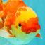 A Grade Red White Oranda Female 5.5 inches #071726OR_20