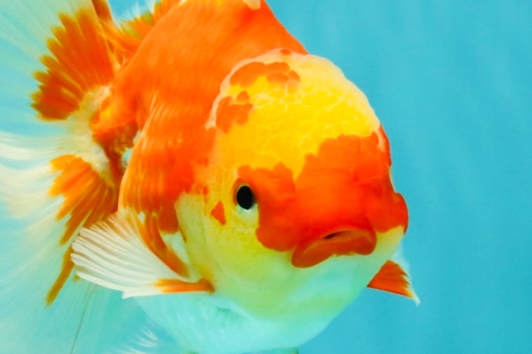 A Grade Red White Oranda Female 5.5 inches #071726OR_20