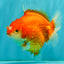 CHONKY AAA Grade Red White Yuanbao Female 5-5.5 inches #080726YB_23