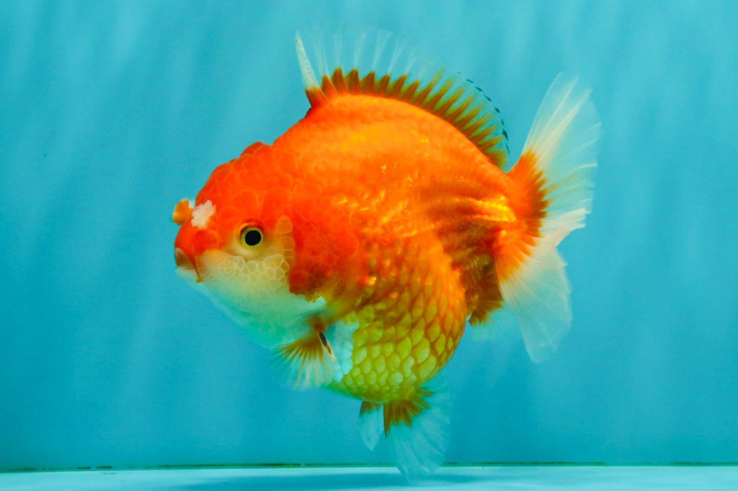 CHONKY AAA Grade Red White Yuanbao Female 5-5.5 inches #080726YB_23