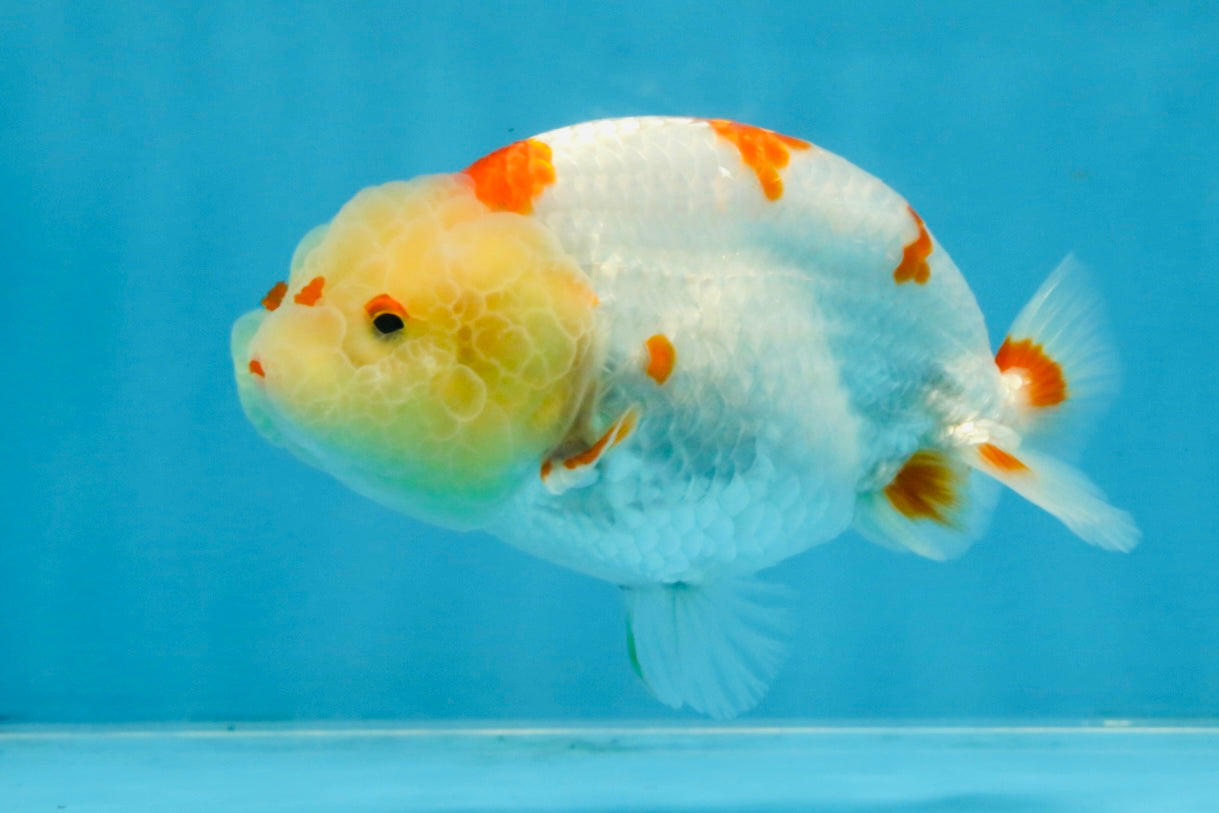 AAA Grade Pompom Kohaku LionQueen 4-4.5 inches #103125LC_19