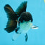 A Grade Panda Button Eyes Oranda Male 5 inches #080825OR_02