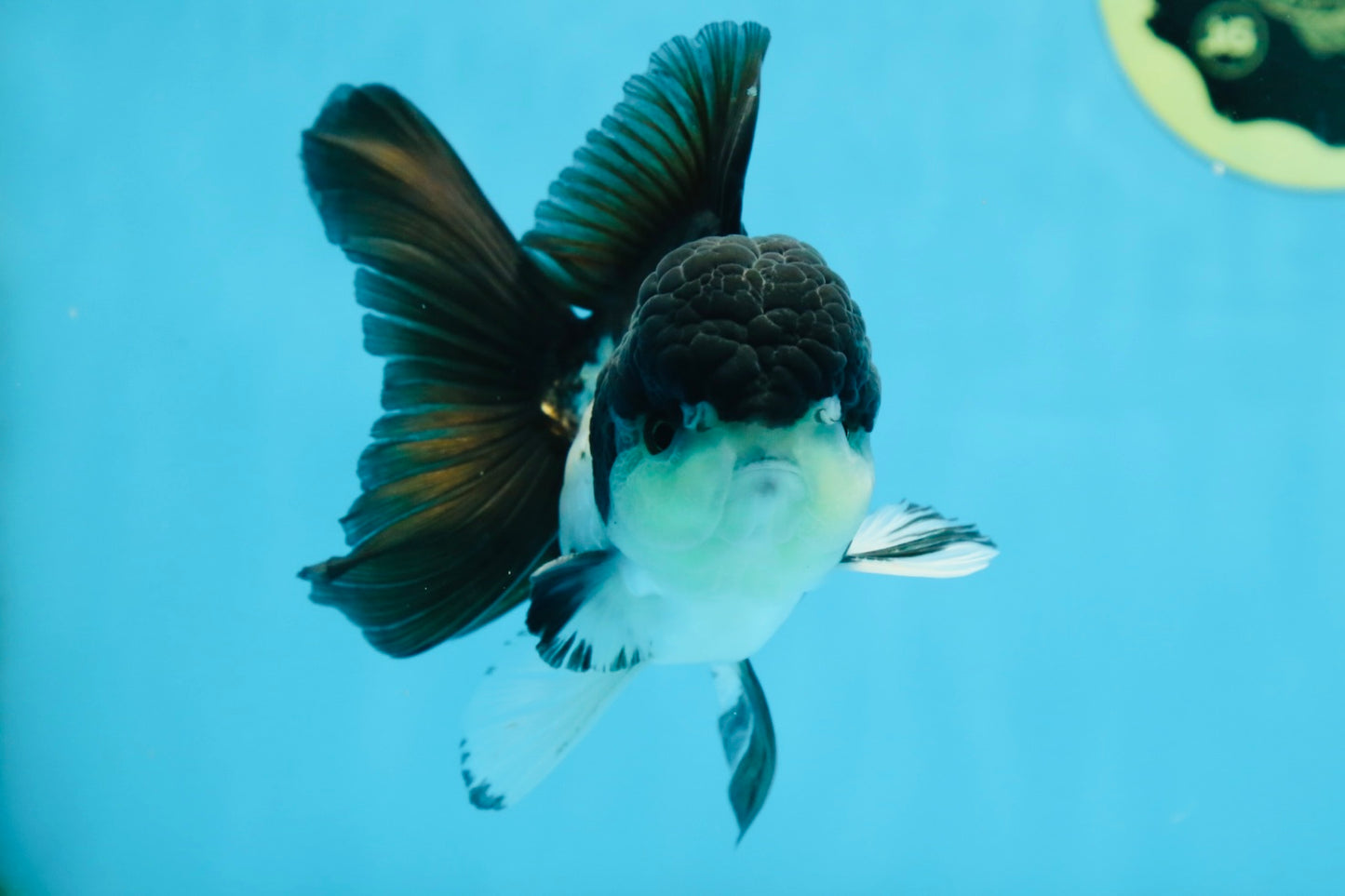 A Grade Panda Button Eyes Oranda Male 5 inches #080825OR_02