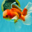 A  Grade Red White Oranda Male 5.5-6 inches #082126OR_07
