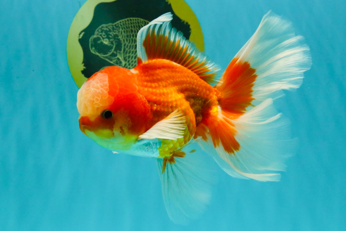 A  Grade Red White Oranda Male 5.5-6 inches #082126OR_07