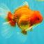 A Grade Red White Oranda Male 6 inches #101626OR_06