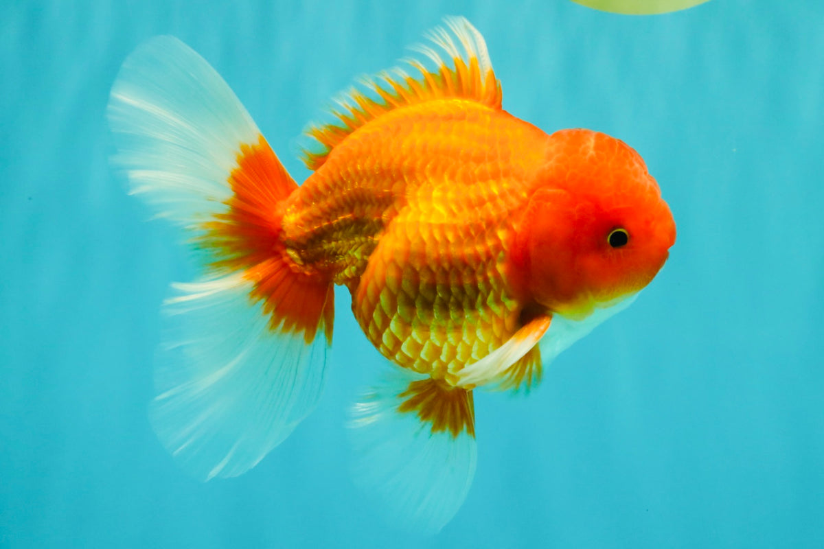 A Grade Red White Oranda Male 6 inches #101626OR_06