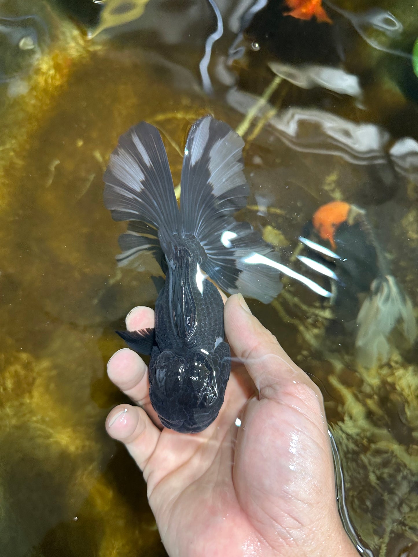 A Grade CHARLIE CHAPLIN Tricolor Button Eyes Oranda Female 5.5 inches #072525OR_21