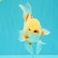 A Grade Lipstick Red White Oranda Male 5.5-6 inches #102326OR_14