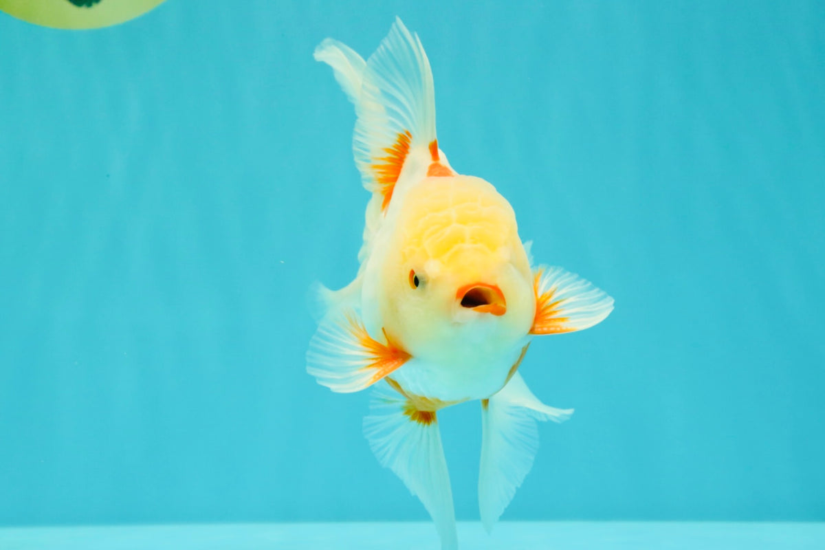 A Grade Lipstick Red White Oranda Male 5.5-6 inches #102326OR_14