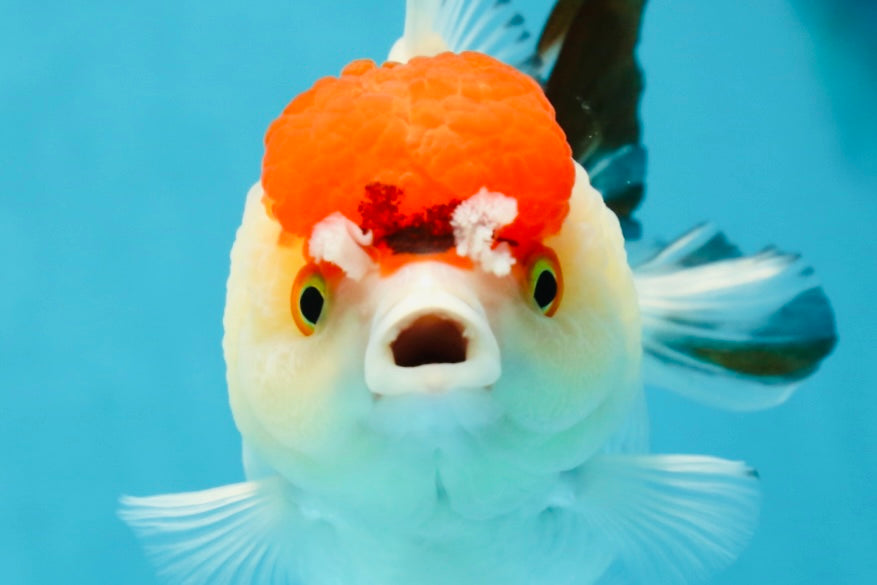 Tancho Pompom Tricolor Yuanbao Female 4 inches #050925YB_31