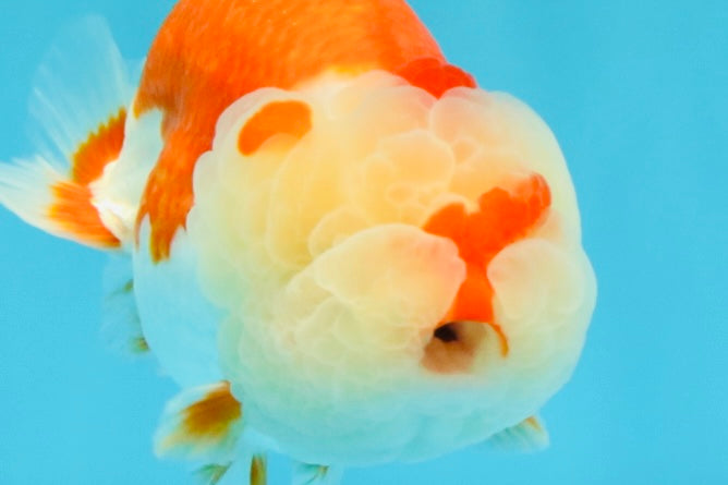 BIG WEN A Grade Red White LionQueen 4.5 inches #041026LC_15