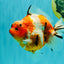 A Grade Sakura Yuanbao Male 5 inches #101626YB_31