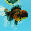 AAA Grade Dark Kirin Long Tail Oranda Male 6.5-7 inches #022726OR_09