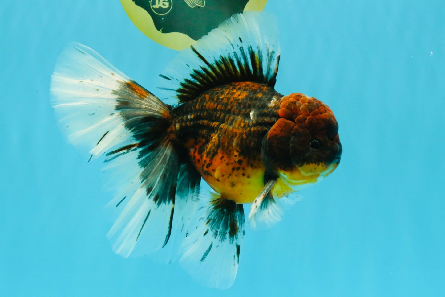 AAA Grade Dark Kirin Long Tail Oranda Male 6.5-7 inches #022726OR_09