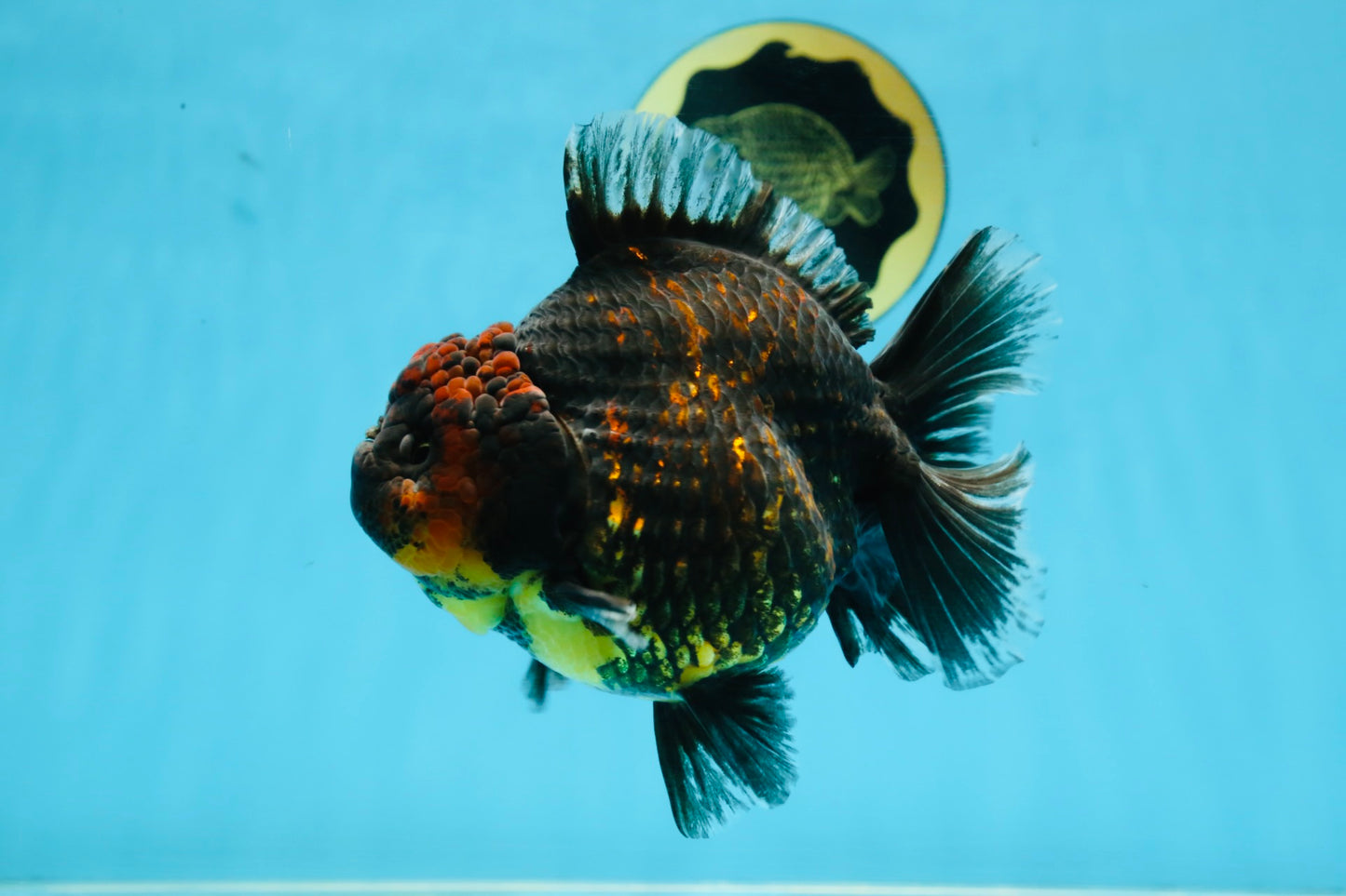 AAA Grade Tiger Yuanbao Female 5.5  inches #101025YB_28