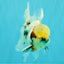 Marble Oranda Male 5.5-6 inches #072426OR_16