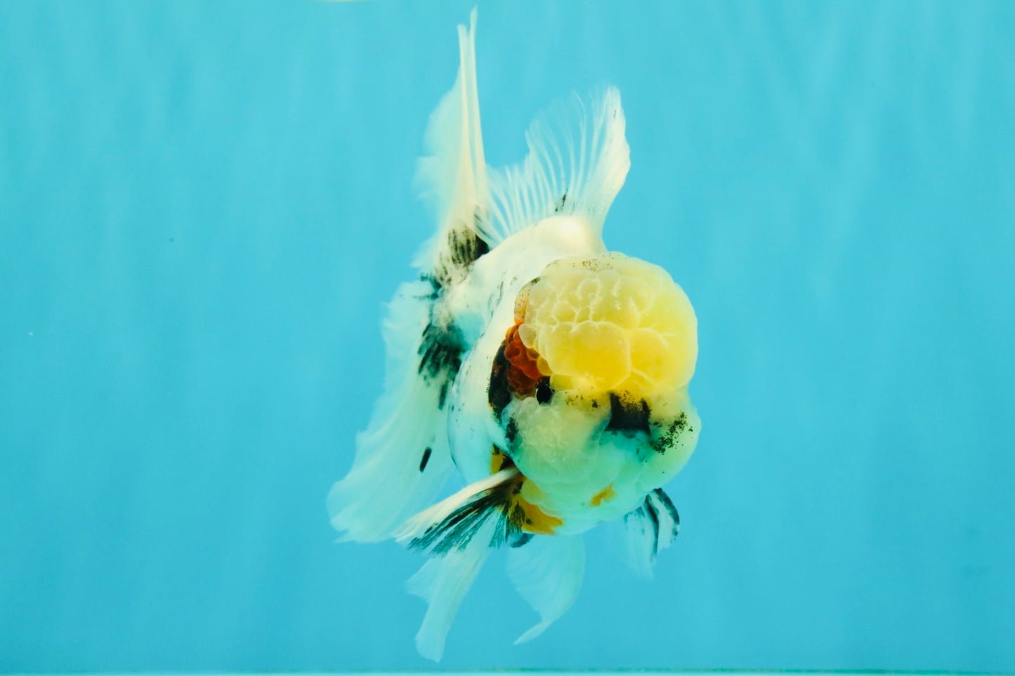 Marble Oranda Male 5.5-6 inches #072426OR_16