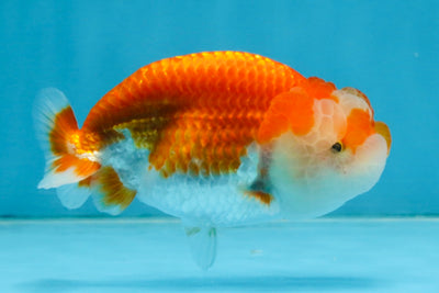 FLUFFY WEN A Grade Red White LionQueen 4 inches #112825LC_09