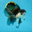 A Grade Panda Button Eyes Oranda Male 5-5.5 inches #011725OR_04