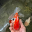 Cheeky Red White Oranda Female 5-5.5 inches #110124OR_02