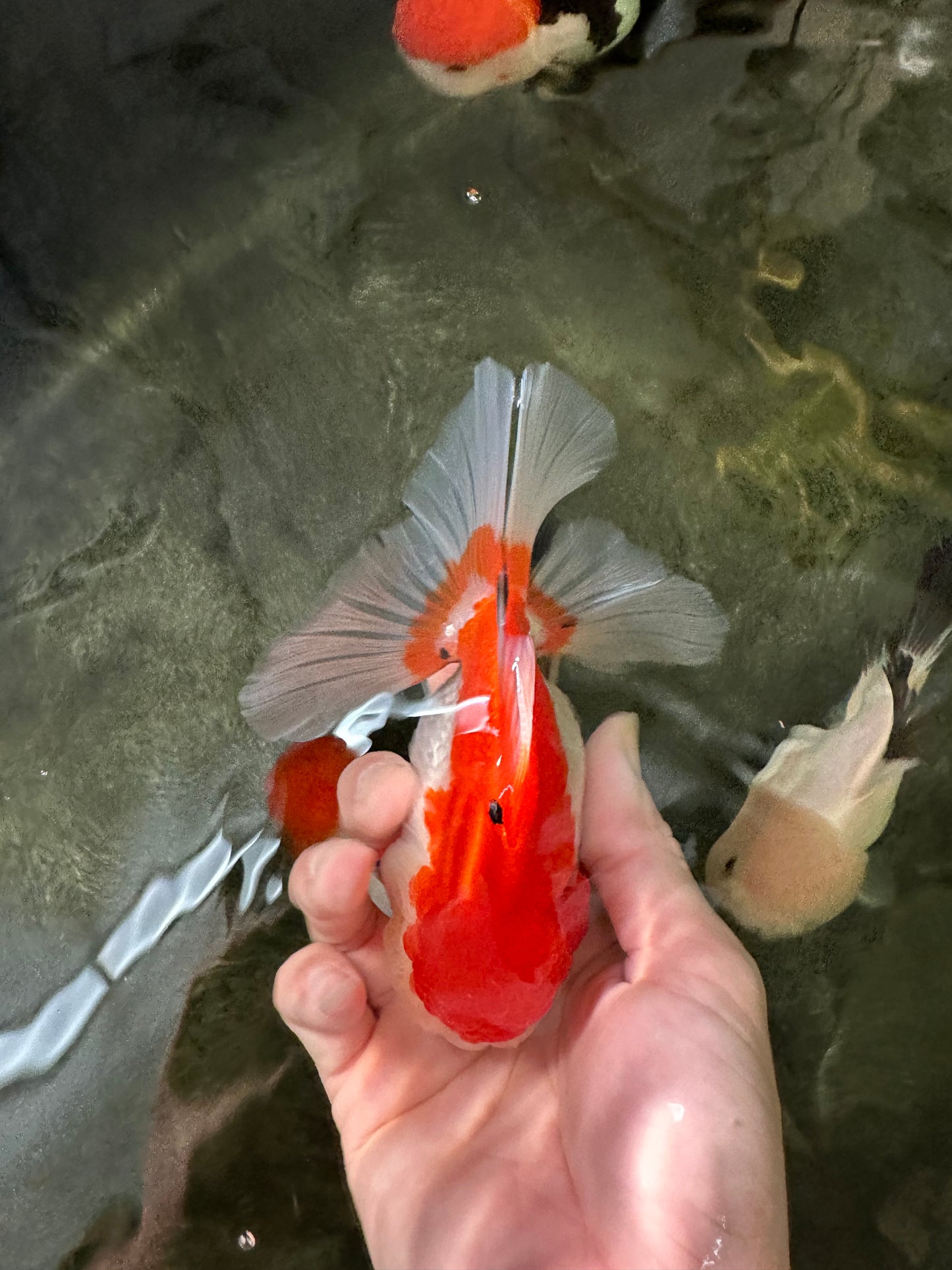 Cheeky Red White Oranda Female 5-5.5 inches #110124OR_02