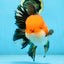 NEMO AAA Grade Apache Oranda Male 6.5 inches  #082225OR_09