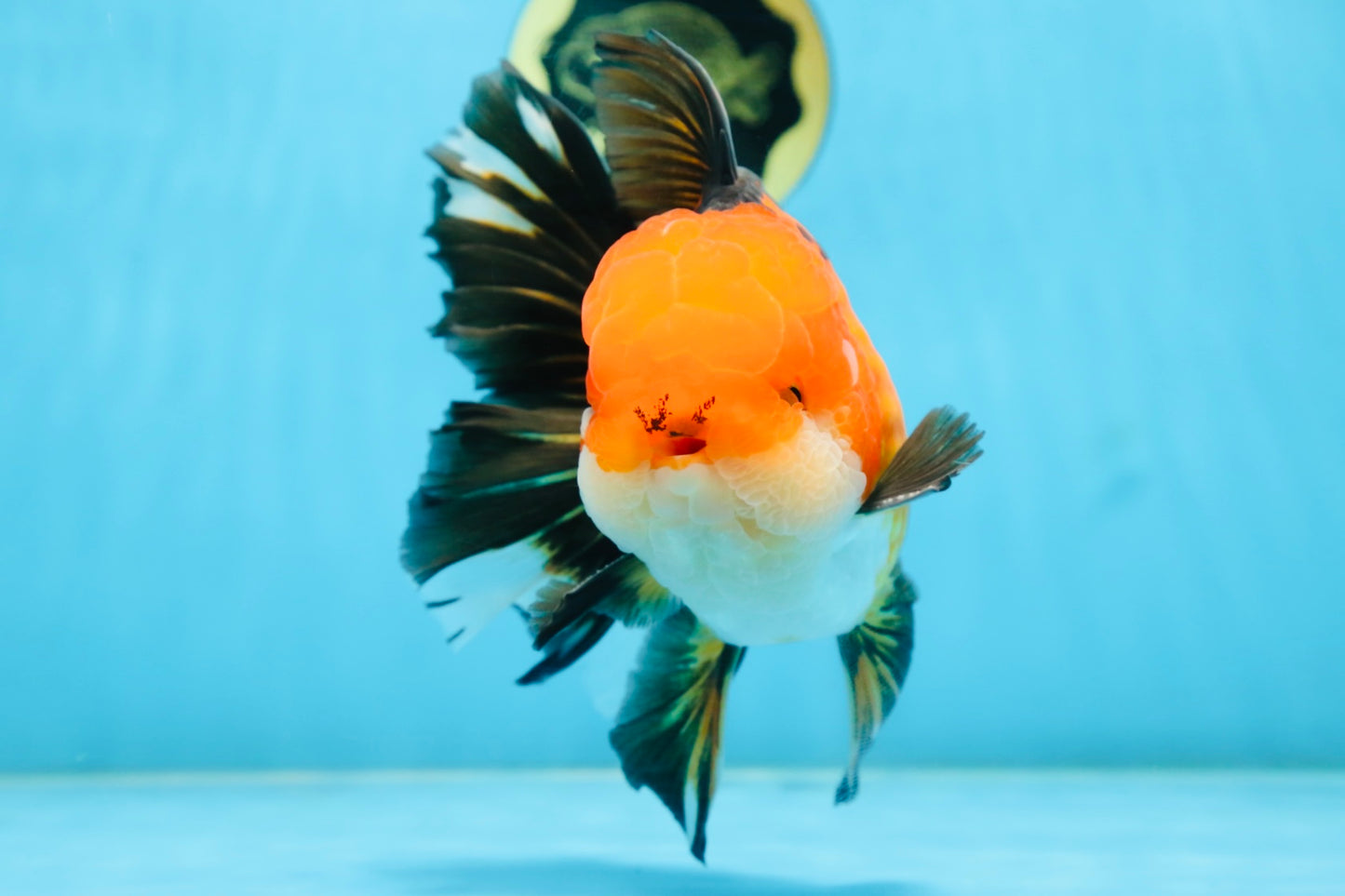 NEMO AAA Grade Apache Oranda Male 6.5 inches  #082225OR_09