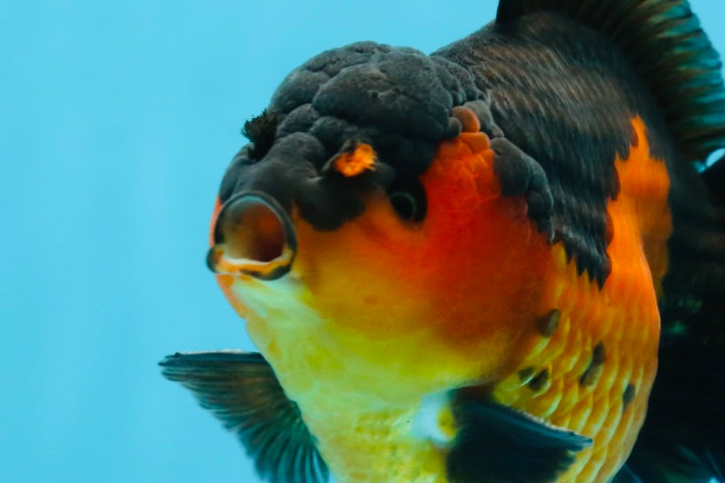 A Grade Apache Yuanbao Male 5 inches #101025YB_26