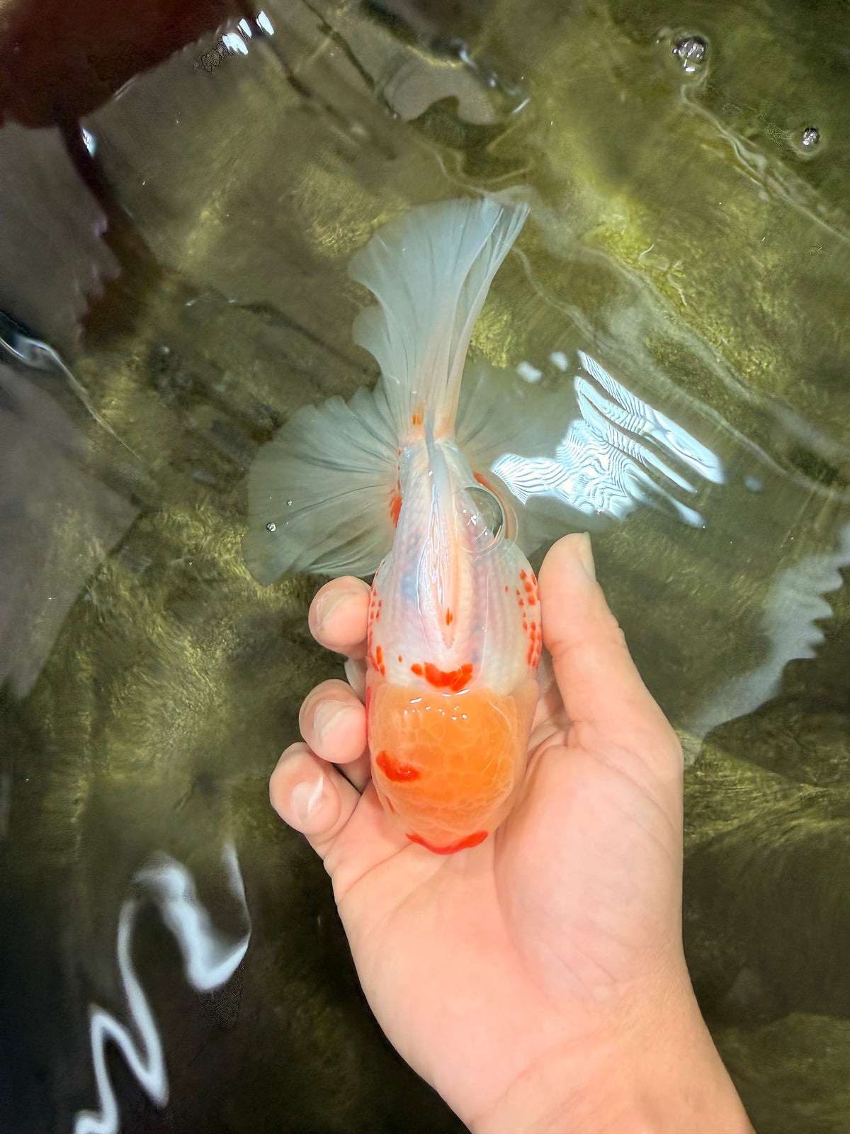 A Grade Polkadot Red White Oranda Male 6 inches #100926OR_23