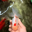 CHICKIE AAA Grade Red White Oranda Male 5-5.5 inches #062626OR_28