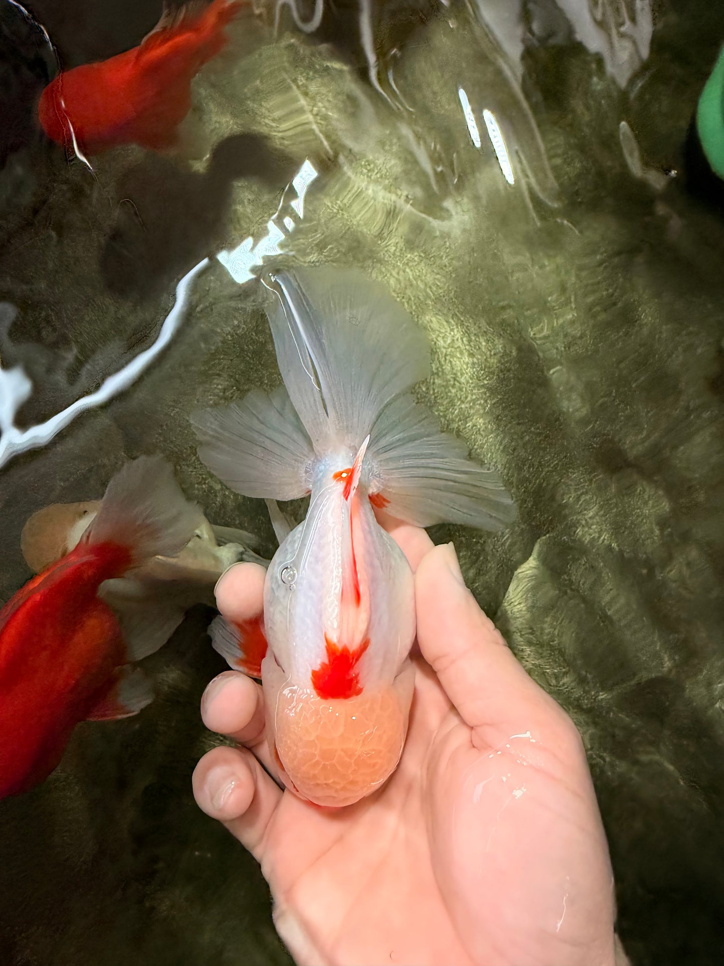 CHICKIE AAA Grade Red White Oranda Male 5-5.5 inches #062626OR_28