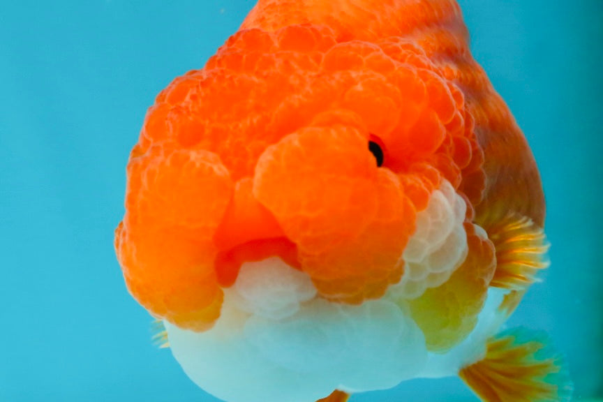 A Grade Red White LionQueen 4.5-5 inches #052325LC_22