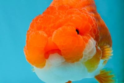 A Grade Red White LionQueen 4.5-5 inches #052325LC_22