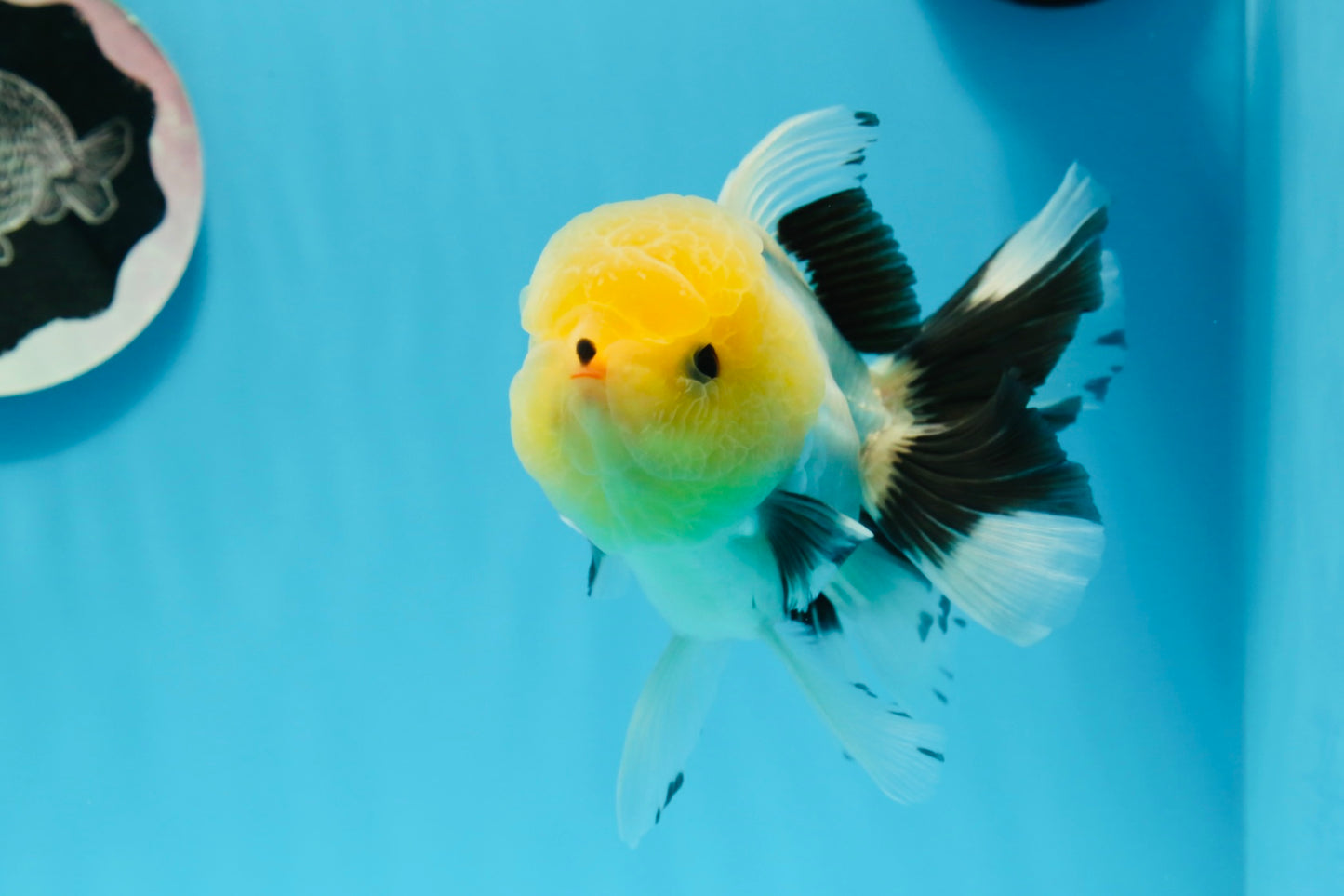 Oranda macho de cabeza de limón de grado AAA con ojos de botón, 5 pulgadas, n.º 0927OR_24