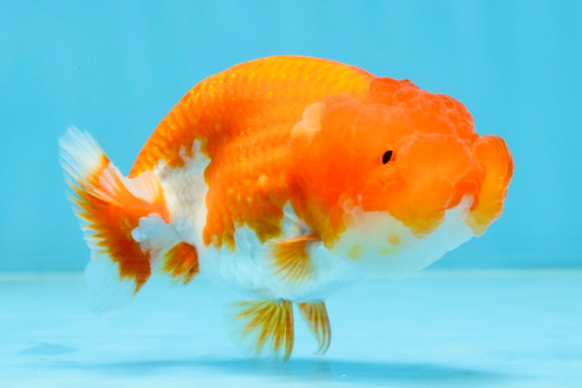 A Grade Red White LionQueen 4 inches #102425LC_09