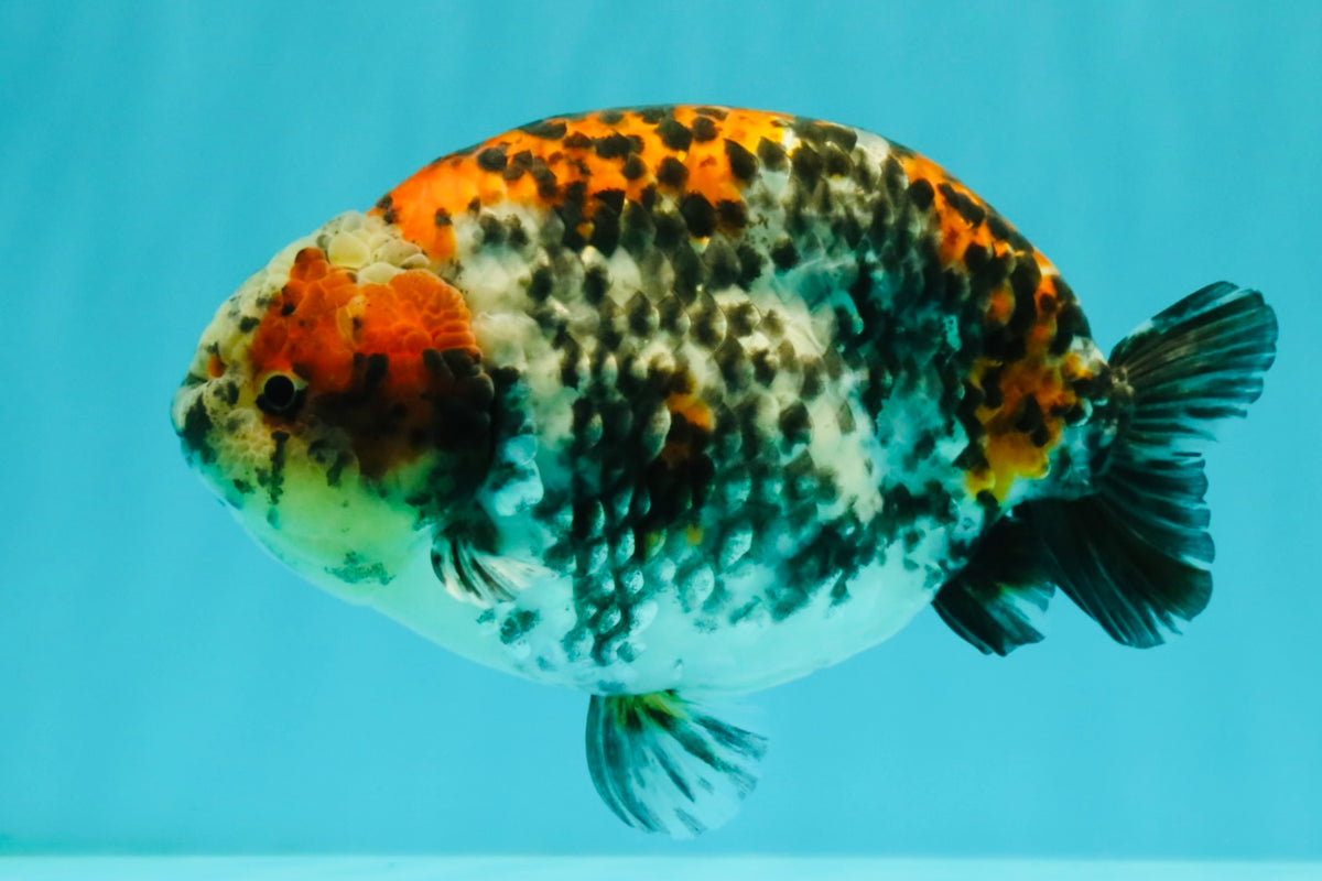 A Grade Calico Ranchu Male 5.5-6 inches #101626RC_25