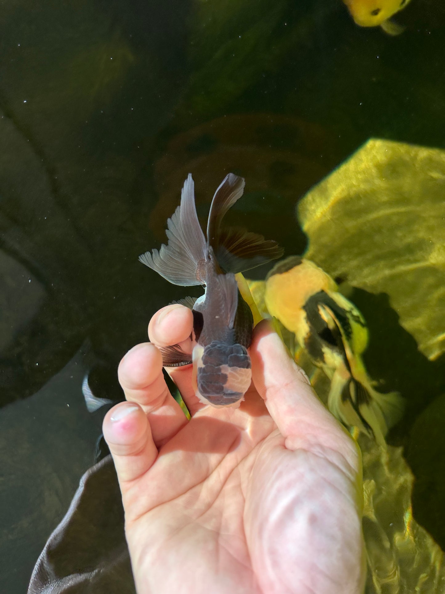 Panda Oranda Male 3.5-4 inches #1018OR_16