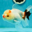 Tricolor Pompom Red Nose Oranda Female 5.5 inches #111524OR_17