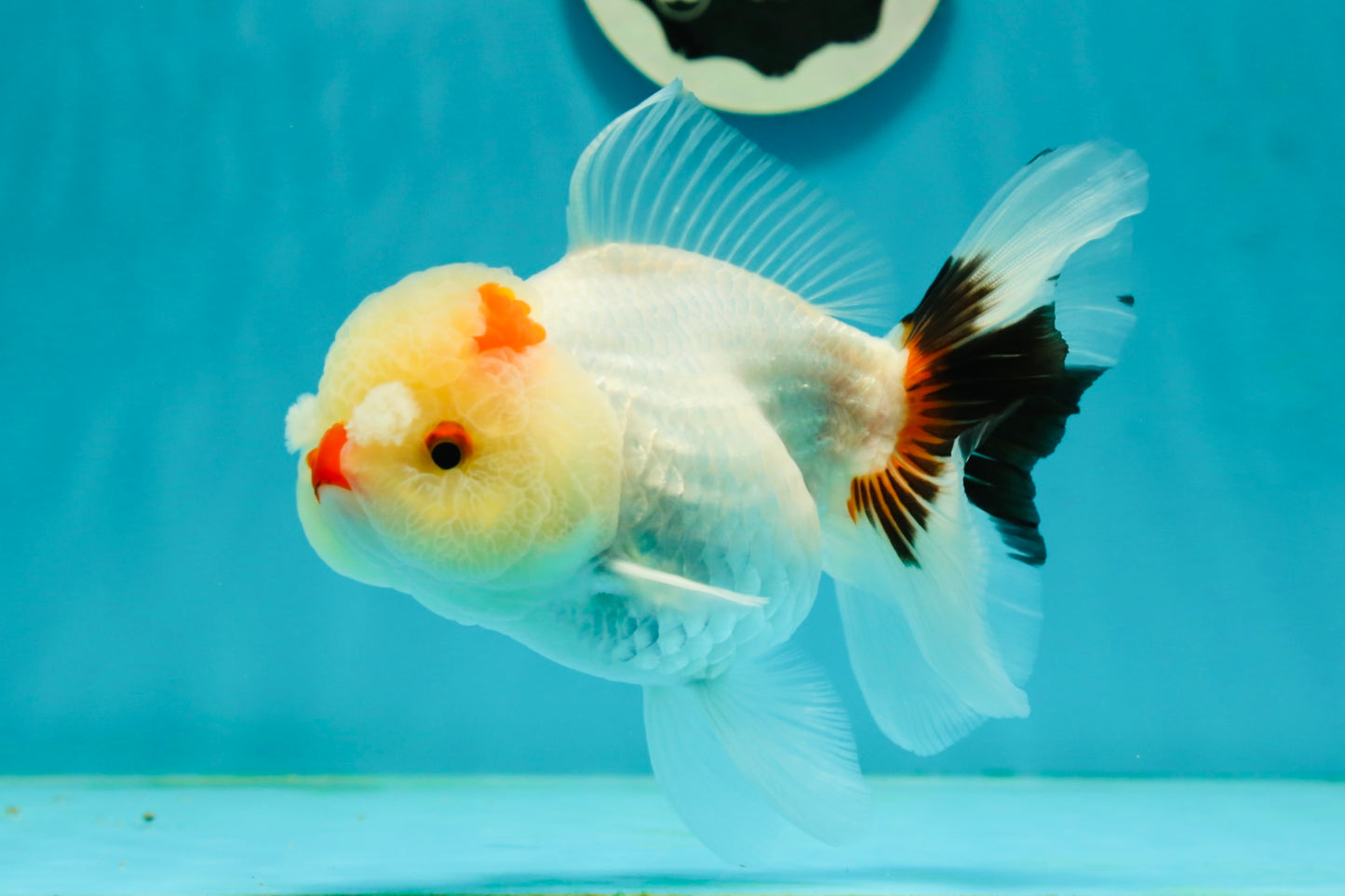 Tricolor Pompom Red Nose Oranda Female 5.5 inches #111524OR_17