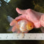 Little Chicken Lemonhead Oranda Male 4.5 inches #011725OR_03