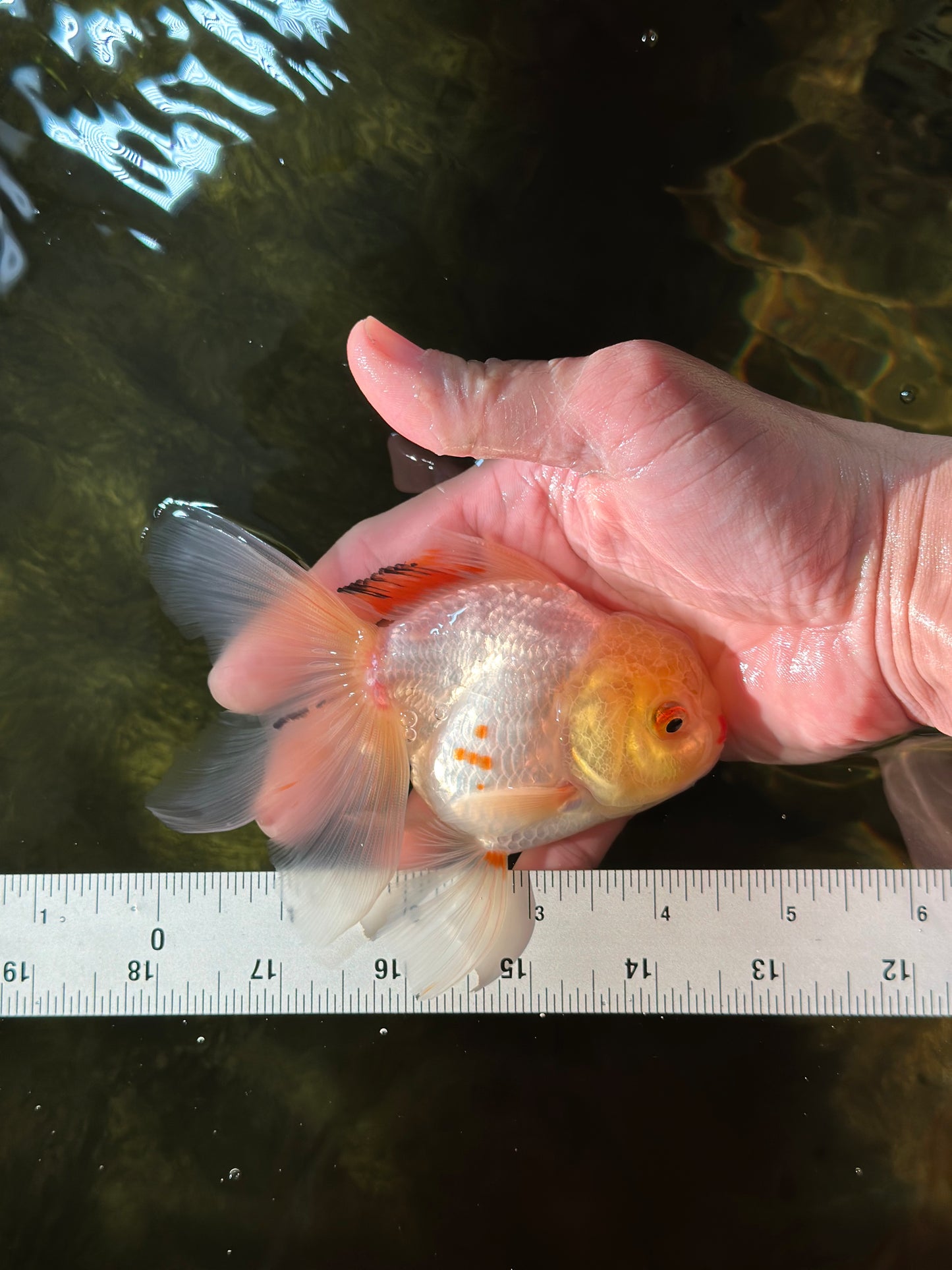 Little Chicken Lemonhead Oranda Male 4.5 inches #011725OR_03