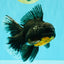 AAA Grade Long Fin Kirin Oranda Male 5.5-6 inches #062626OR_23