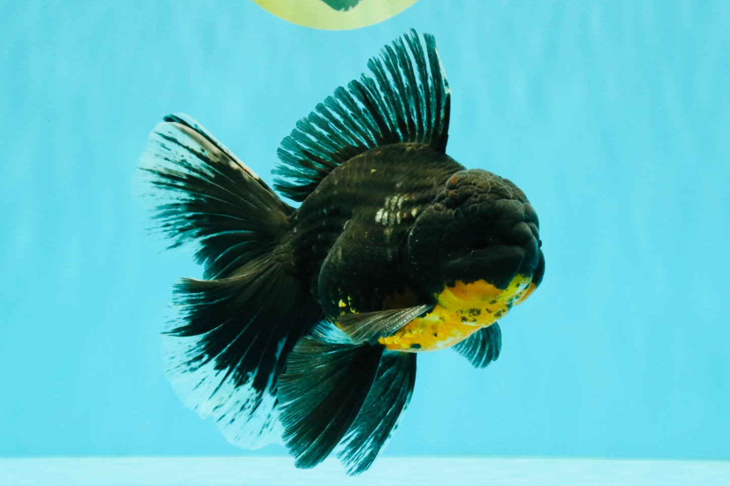 AAA Grade Long Fin Kirin Oranda Male 5.5-6 inches #062626OR_23