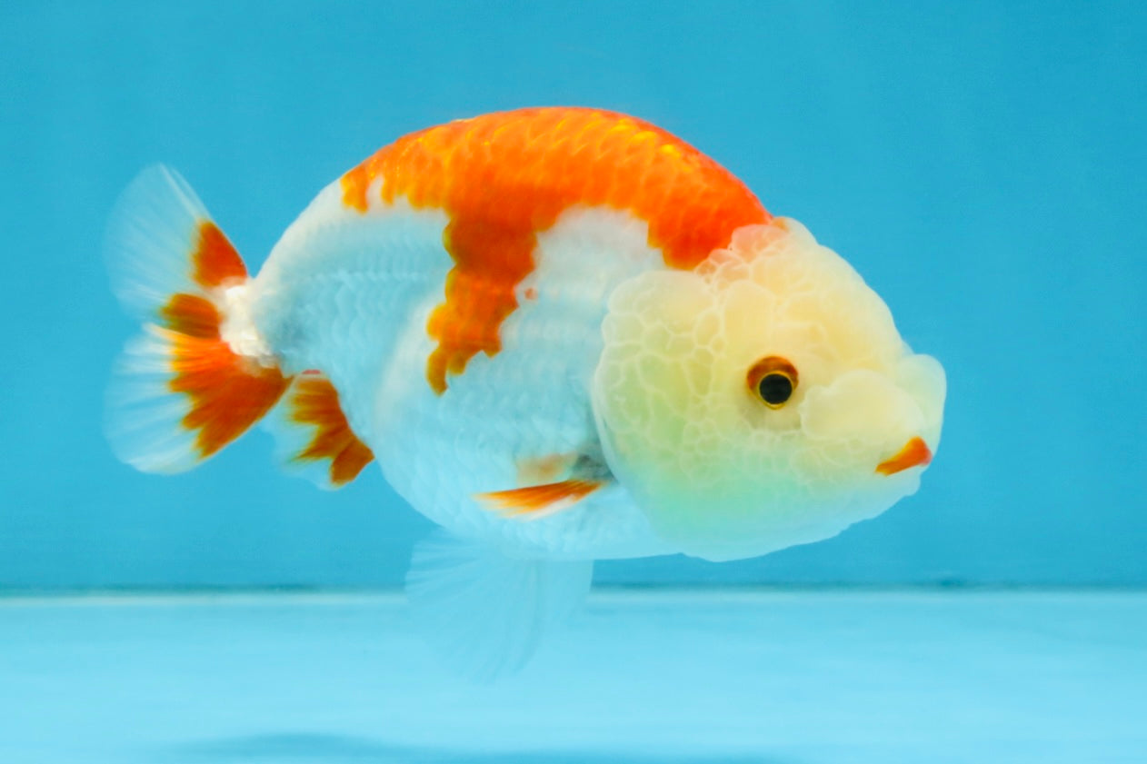 A Grade Red White LionKing 4 inches #112825LC_11